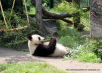 Regular panda actually awake.