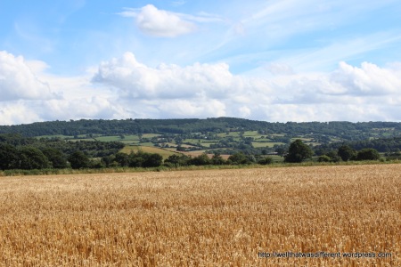 Wheat field in the Wye Valley.