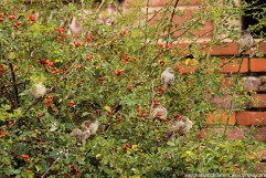 Fat little birds in a bush by the wall.